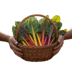 Acelga Arcoíris Orgánica (presentación por kilogramos)