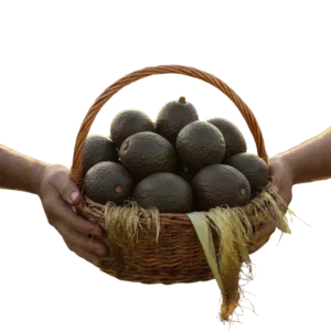 Aguacate Hass (presentación por kilogramos)