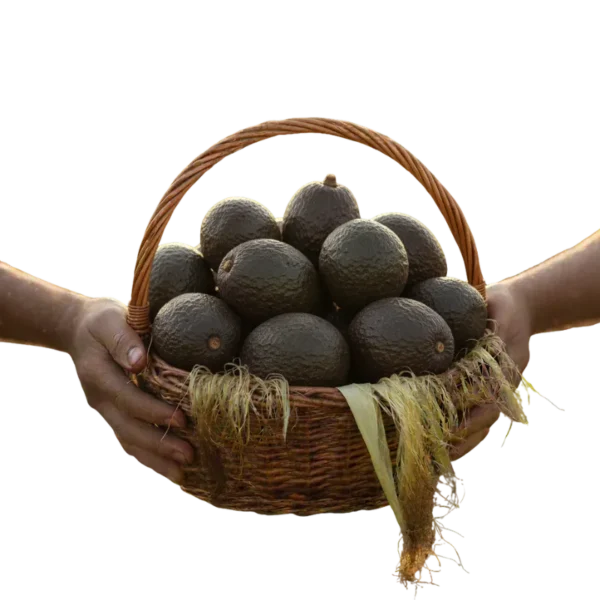 Aguacate Hass (presentación por kilogramos)