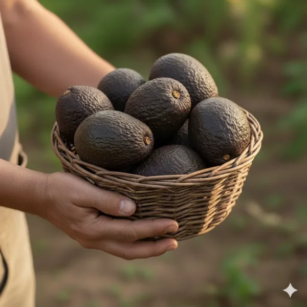 Aguacate Hass (presentación por kilogramos)
