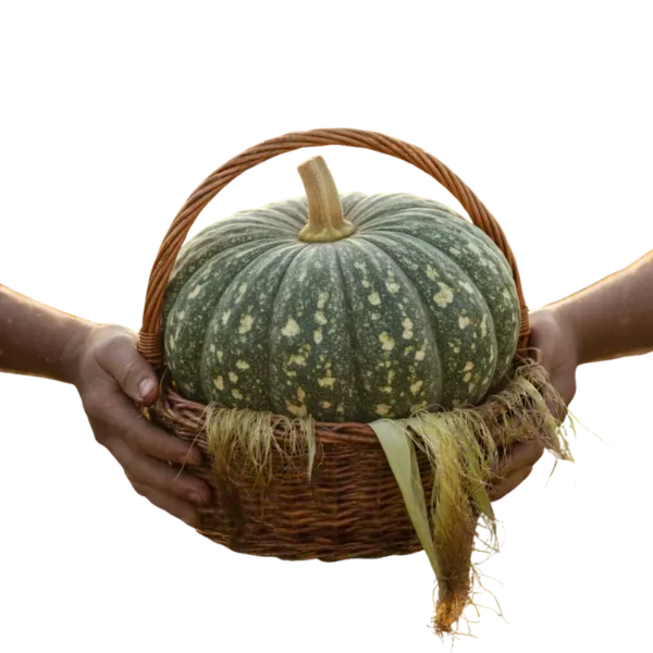 Ahuyama (presentación por kilogramos)