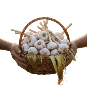 Ajo (presentación por libra)