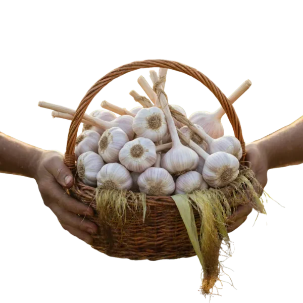 Ajo (presentación por libra)