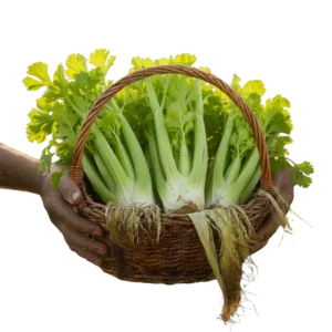 Apio Orgánico (presentación por libra)