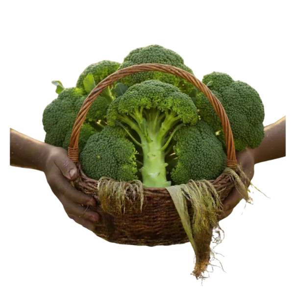 Brócoli Orgánico (presentación por kilogramos)