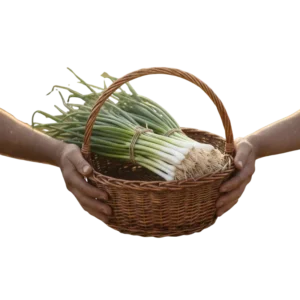 Cebolla Larga (presentación 10 kg)