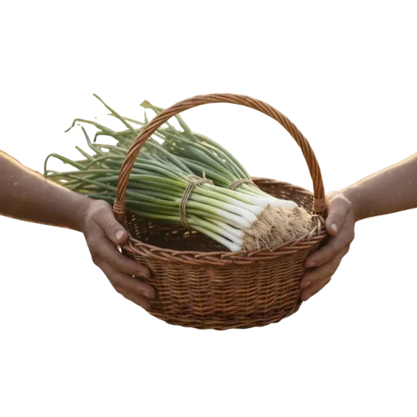 Cebolla Larga (presentación 10 kg)