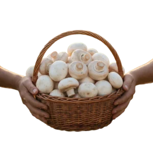 Champiñón Orgánico (presentación por kilogramos)