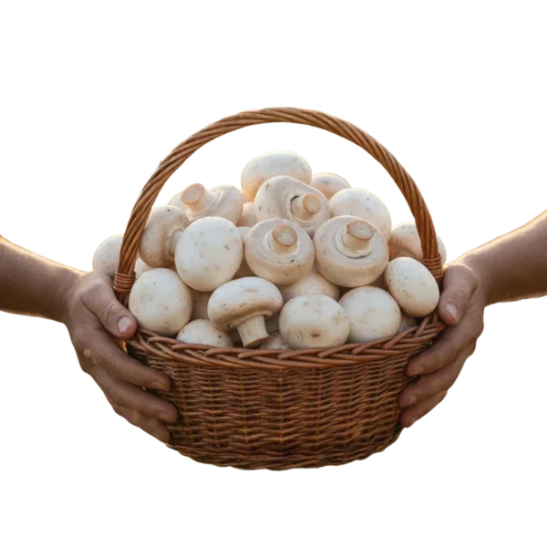 Champiñón Orgánico (presentación por kilogramos)