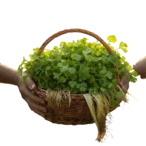 Cilantro Orgánico (presentación por libra)