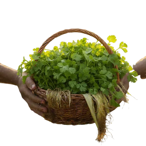 Cilantro Orgánico (presentación por libra)