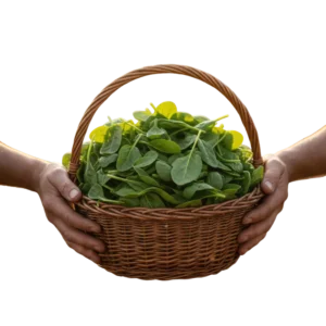 Espinaca Baby Orgánica (presentación por kilogramos)