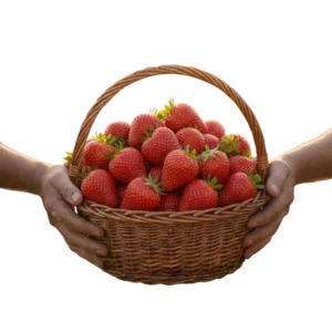 Fresa (presentación por kilogramos)