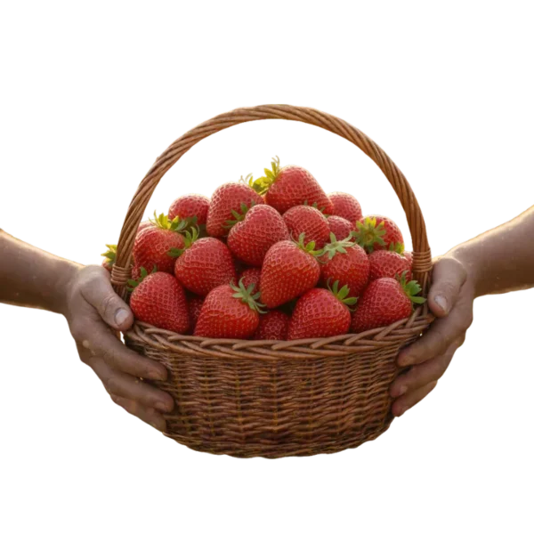 Fresa (presentación por kilogramos)