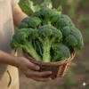 Brócoli Orgánico (presentación por kilogramos)