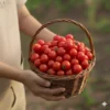 Tomate Cherry Orgánico (presentación por kilogramos)