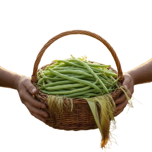 Habichuela (presentación 5 kg)