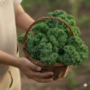 Kale Orgánico (presentación por kilogramos)