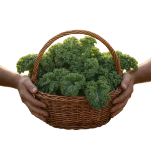 Kale Orgánico (presentación por kilogramos)