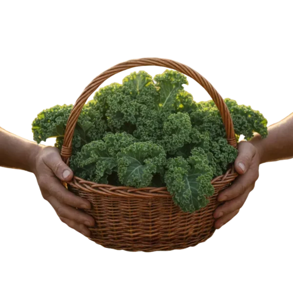 Kale Orgánico (presentación por kilogramos)