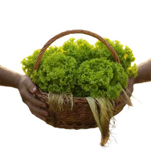 Lechuga Crespa Orgánica (presentación por unidad)