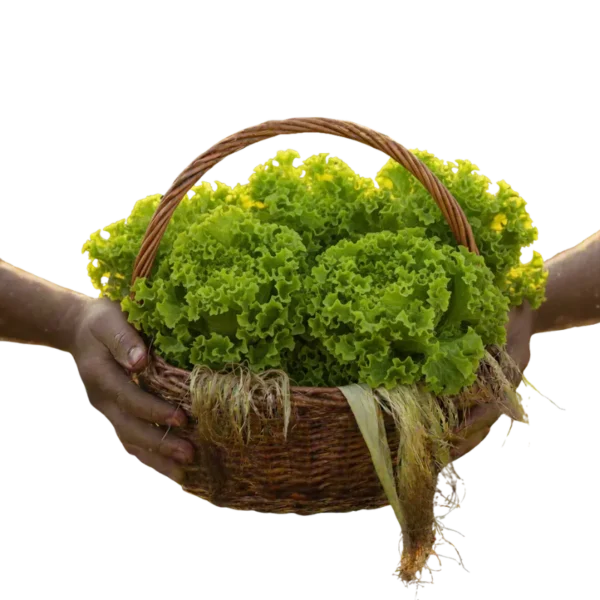 Lechuga Crespa Orgánica (presentación por unidad)