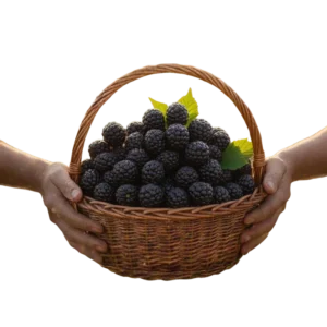 Mora (presentación 5 kg)