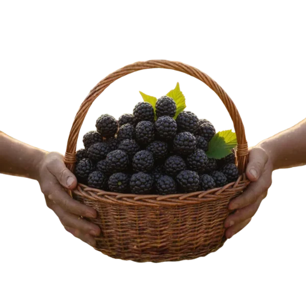 Mora (presentación 5 kg)