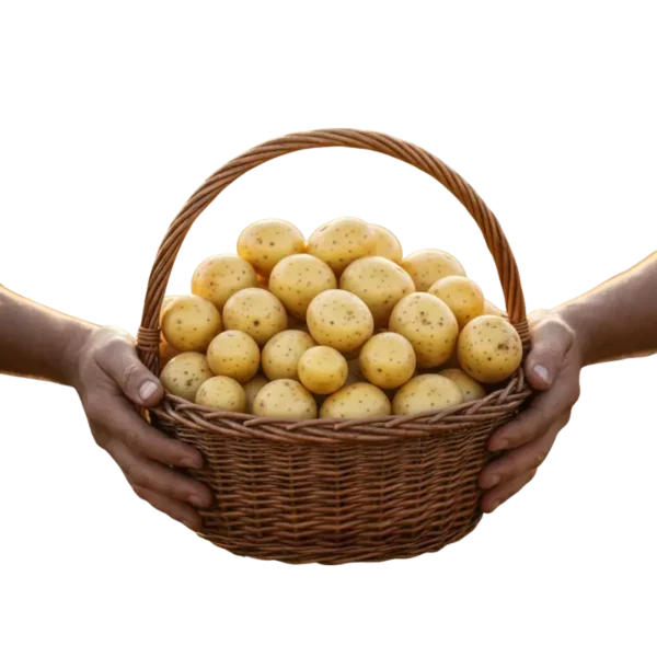 Papa-Criolla Papa Criolla (presentación 10 kg)