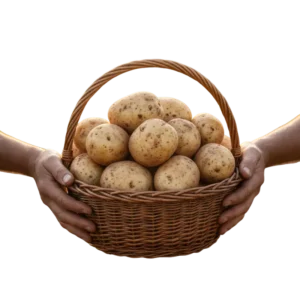 (presentación arroba 12.5 kg / bulto 50 kg)