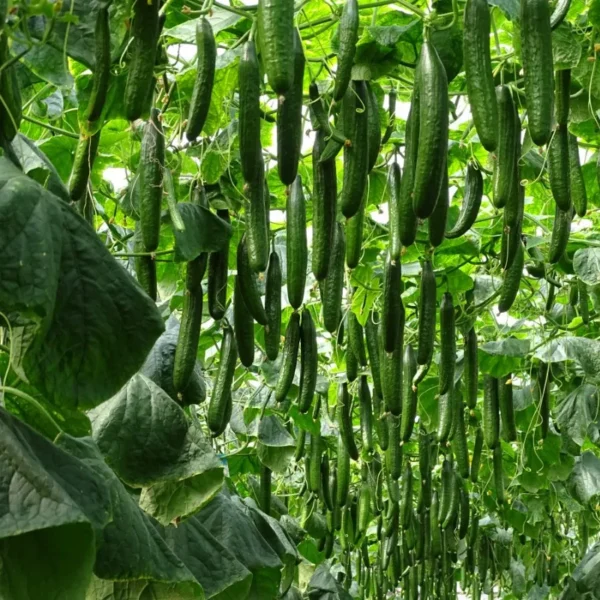 Pepino Cohombro (presentación 5 kg)