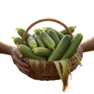 Pepino Cohombro (presentación 5 kg)