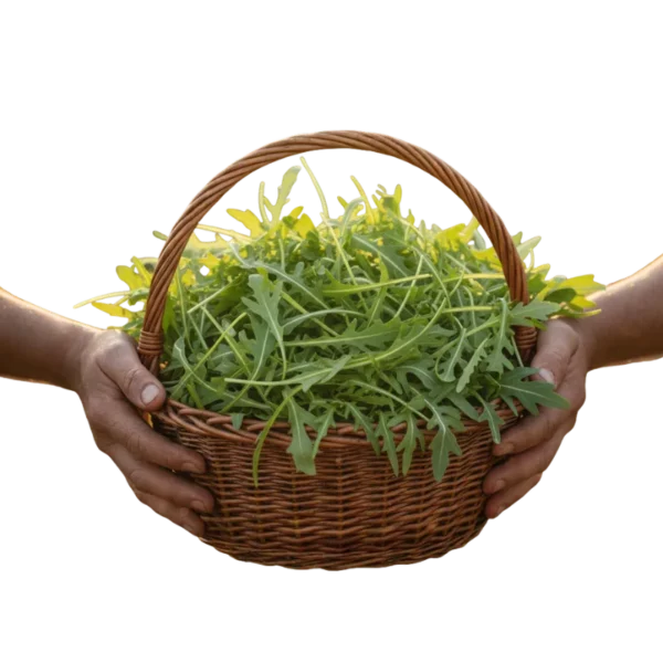 Rúgula Orgánica (presentación por kilogramos)