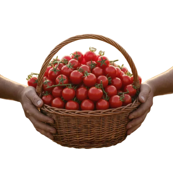 Tomate Cherry Orgánico (presentación por kilogramos)