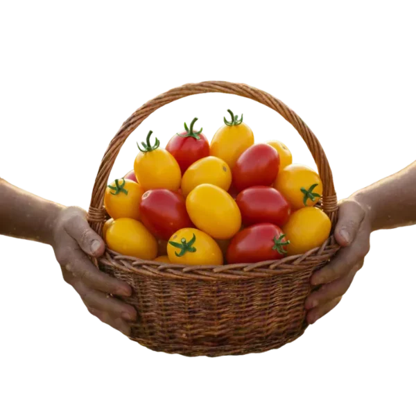 Tomate de Árbol (presentación 5 kg)