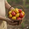 Tomate de Árbol (presentación 5 kg)