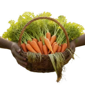 Zanahoria Baby Orgánica (presentación por kilogramos)