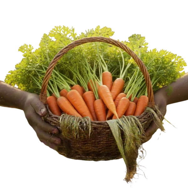 Zanahoria Baby Orgánica (presentación por kilogramos)