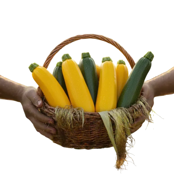 Zukini Amarillo / Verde Orgánico (presentación por kilogramos)